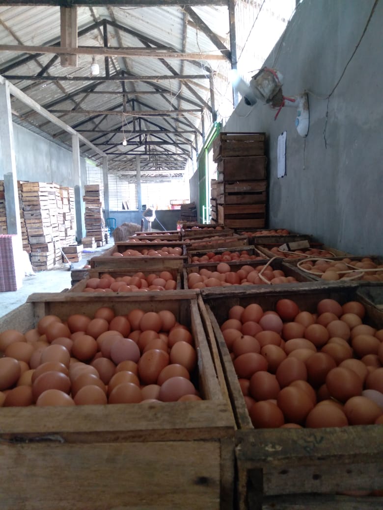 SL Farm Telur